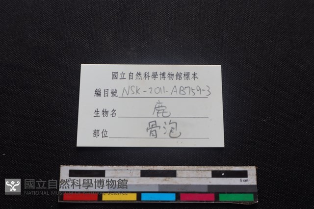 梅花鹿骨藏品圖，第3張
