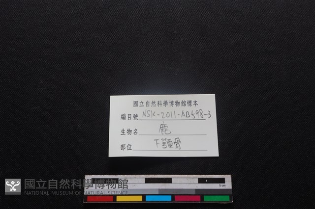 梅花鹿骨藏品圖，第3張