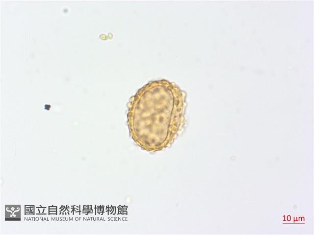 三回蹄蓋蕨藏品圖，第3張