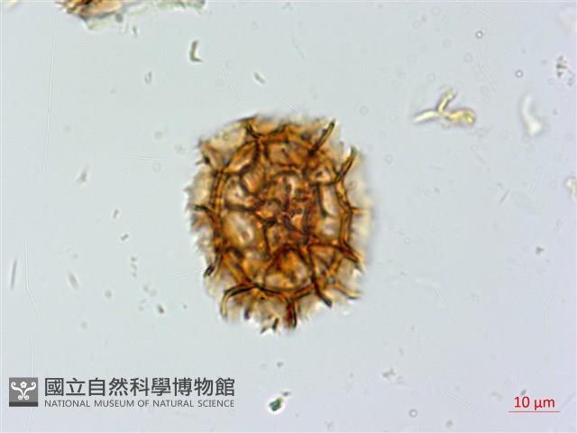 薄葉鐵角蕨藏品圖，第3張