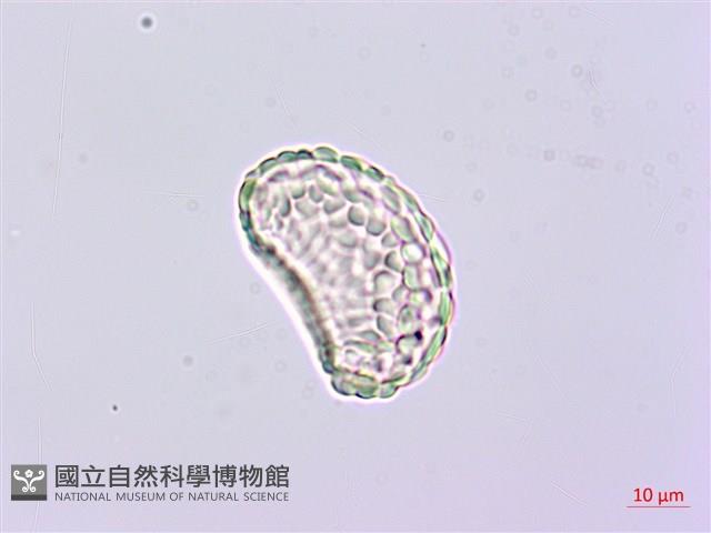 小膜蓋蕨、臺灣小膜蓋蕨藏品圖，第3張