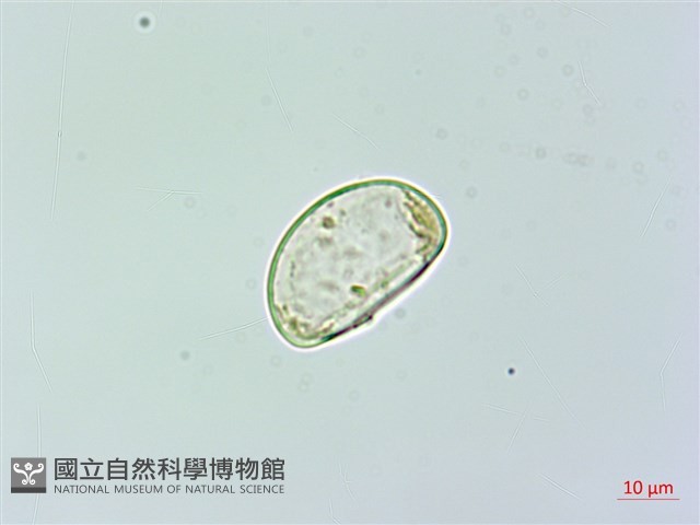 雙扇蕨藏品圖，第4張