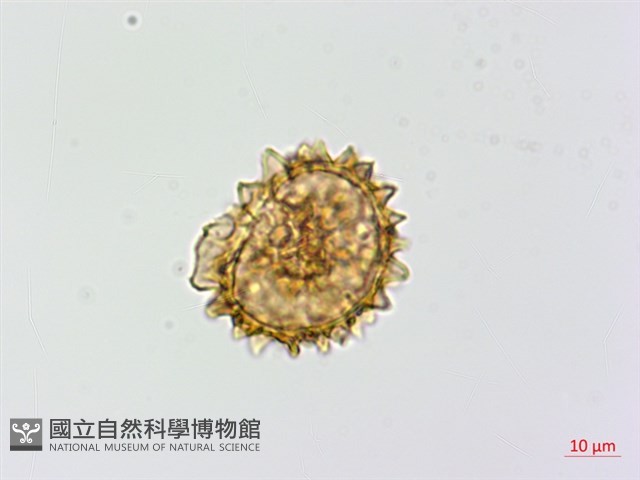 亞蹄蓋蕨藏品圖，第3張