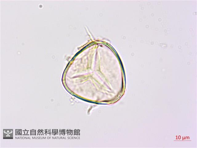 Accession Number:P026006 Collection Image, Figure 3, Total 3 Figures