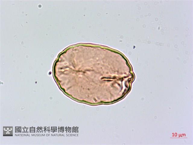 乳頭鳳丫蕨藏品圖，第4張