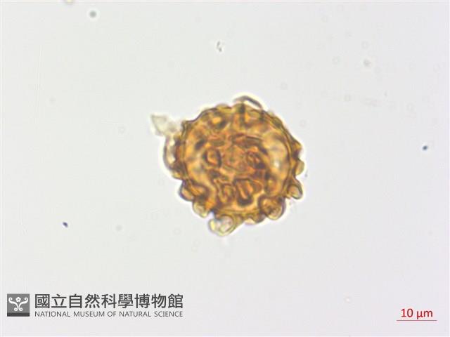 金毛蕨藏品圖，第3張