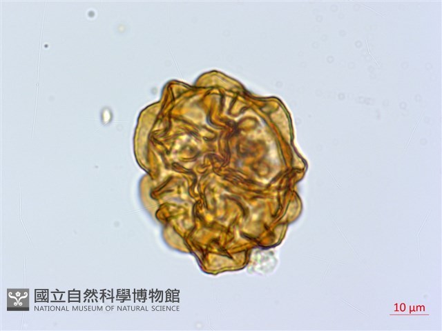頂囊鱗毛蕨藏品圖，第3張
