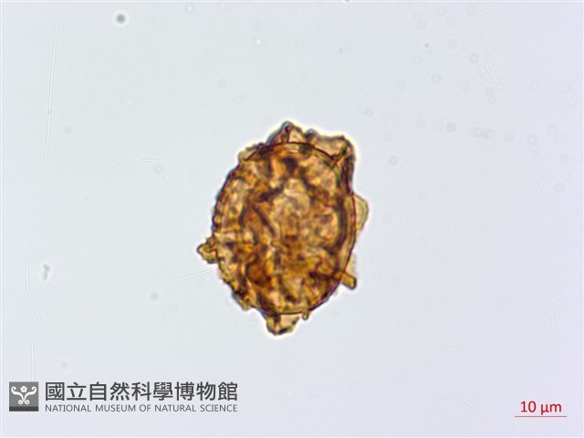 尾形複葉耳蕨藏品圖，第4張