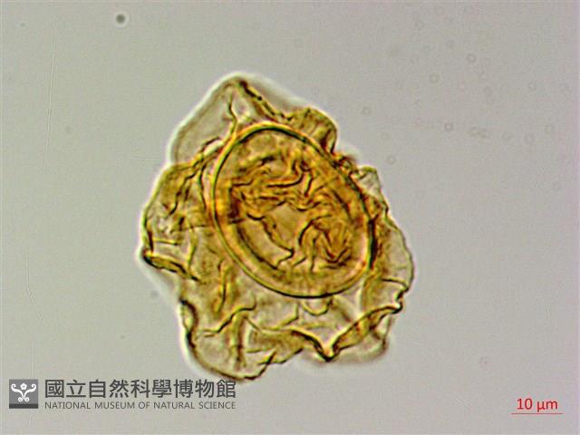 登錄號:P015716藏品圖，第3張