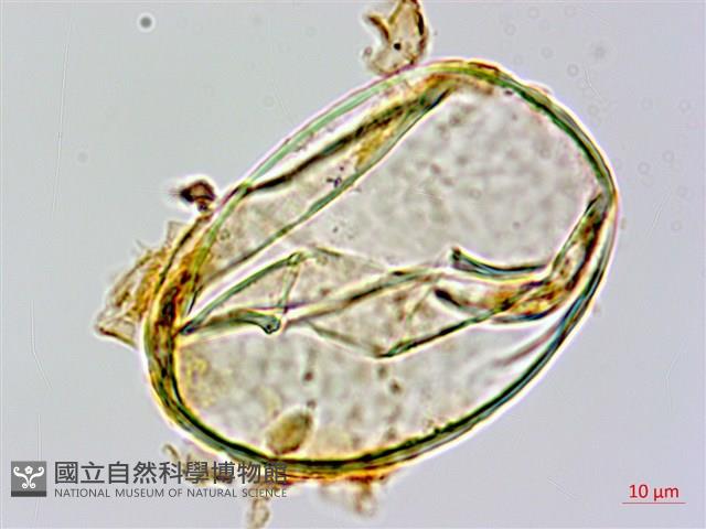 宿枝小膜蓋蕨藏品圖，第4張