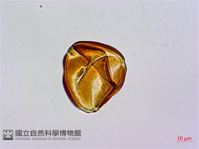 碗蕨藏品圖，第4張