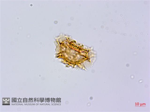 登錄號:P013556藏品圖，第3張