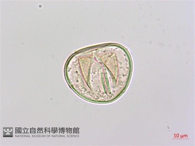 邊緣鱗蓋蕨藏品圖，第4張