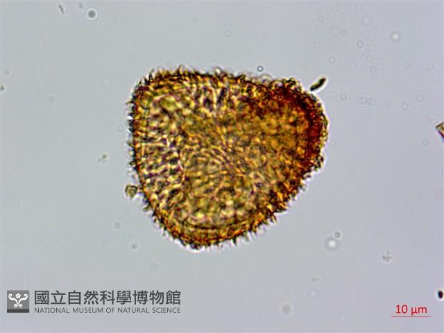 筆筒樹藏品圖，第3張