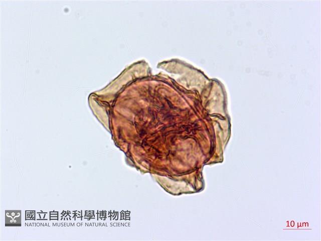 假腸蕨藏品圖，第3張