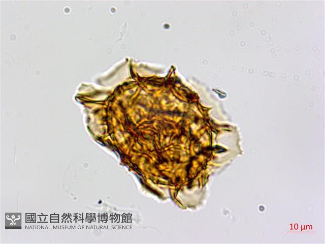 剪葉鐵角蕨藏品圖，第3張