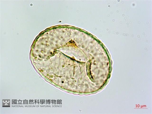 杯狀蓋骨碎補藏品圖，第3張