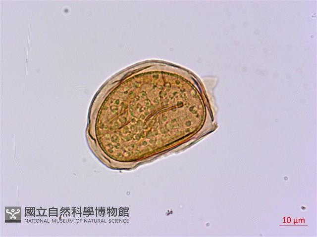 長苞雙蓋蕨、鱗柄雙蓋蕨藏品圖，第3張