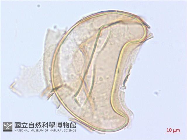 細柄雙蓋蕨藏品圖，第3張
