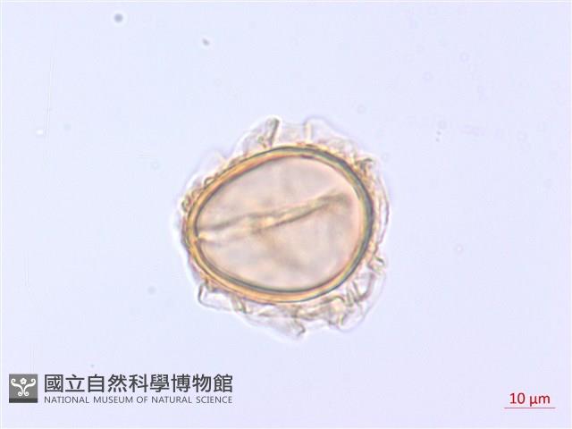 登錄號:P012766藏品圖，第3張