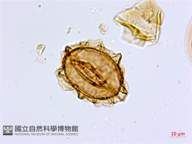 山蘇花藏品圖，第3張