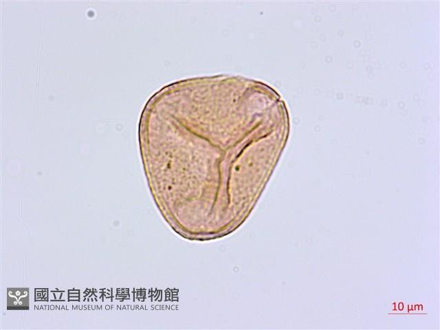 毛葉鐵線蕨藏品圖，第3張