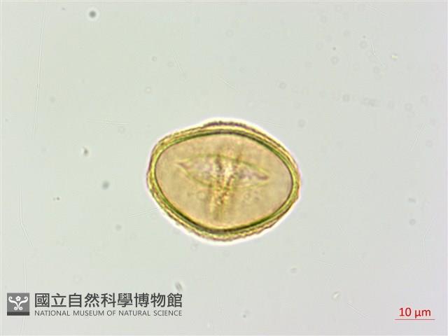 倉田氏蹄蓋蕨藏品圖，第4張