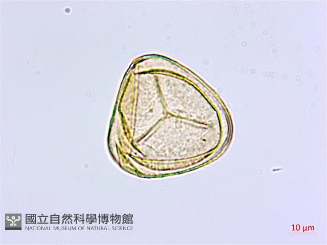 長尾鐵線蕨藏品圖，第4張