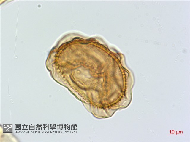 吉永鐵角蕨、斜葉鐵角蕨藏品圖，第4張