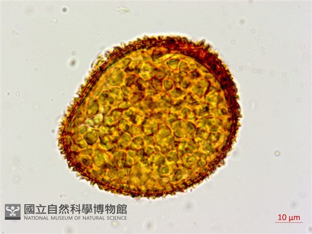 台灣黑桫欏藏品圖，第6張