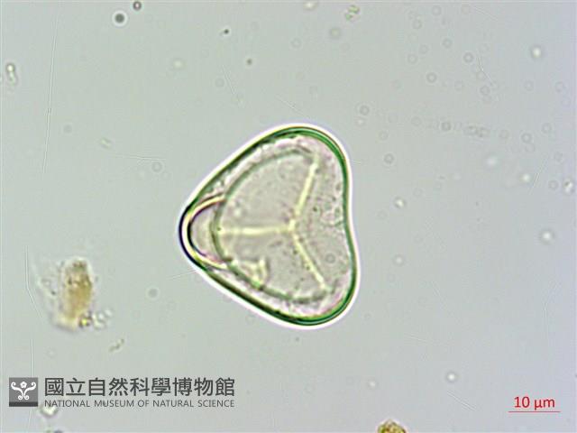 細葉姬蕨藏品圖，第3張