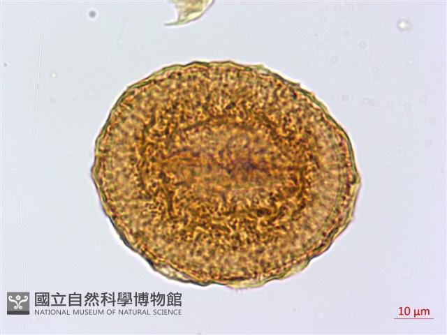 銀杏葉鐵角蕨藏品圖，第4張