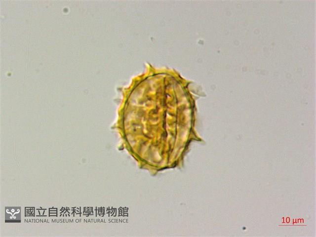 薄葉三叉蕨藏品圖，第3張