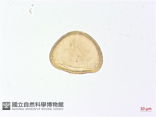 登錄號:P012786藏品圖，第3張