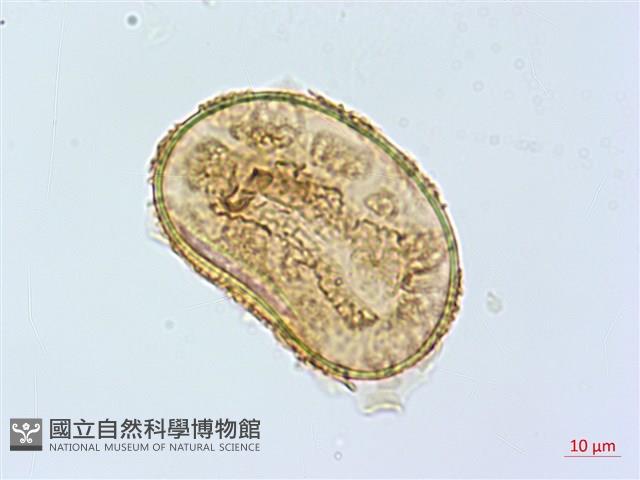 登錄號:P005322藏品圖，第4張