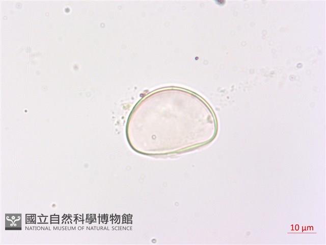 網脈雙蓋蕨藏品圖，第4張