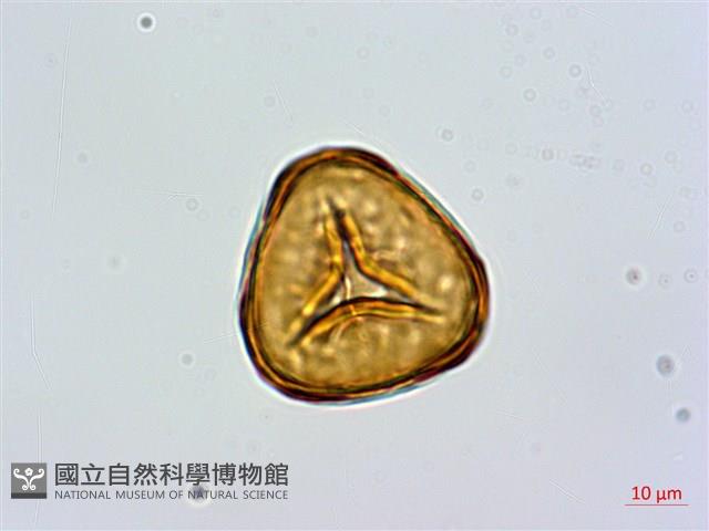細毛碗蕨藏品圖，第4張
