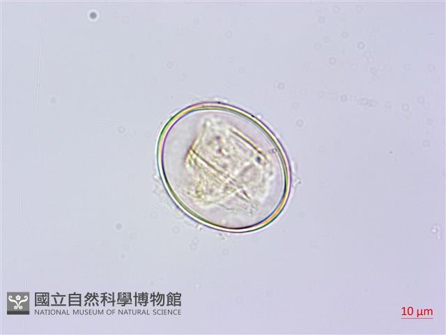 岩蕨藏品圖，第4張