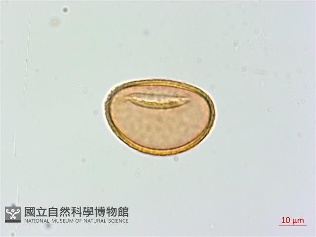 登錄號:P003712藏品圖，第4張