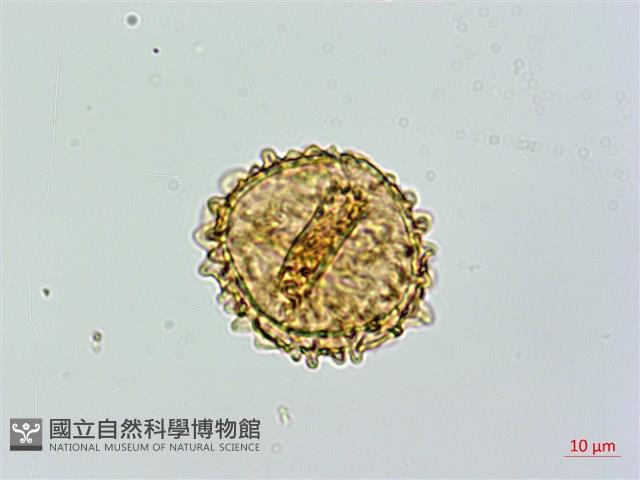 假蹄蓋蕨藏品圖，第4張