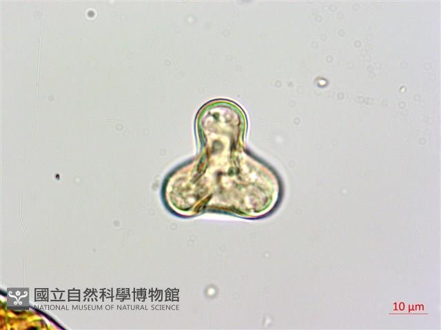 闊葉鱗蓋蕨藏品圖，第4張