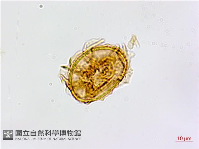 鱗柄鐵角蕨藏品圖，第3張