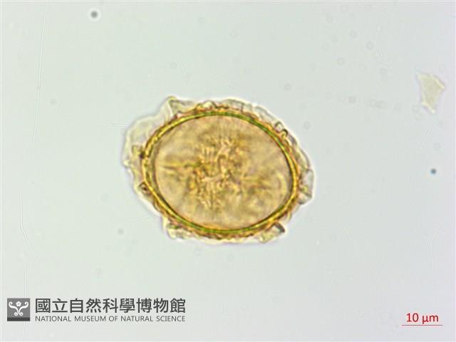 日本蹄蓋蕨藏品圖，第4張