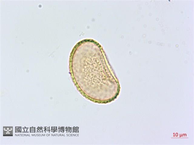 菜蕨藏品圖，第4張