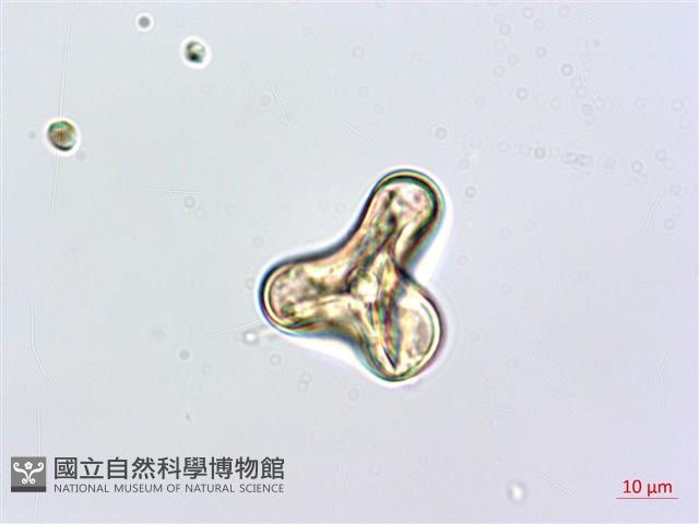 熱帶鱗蓋蕨藏品圖，第3張