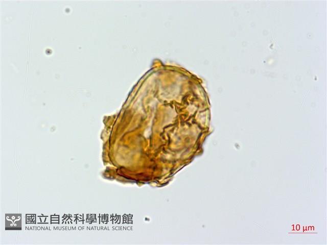 細裂蹄蓋蕨藏品圖，第3張