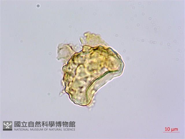 栗蕨藏品圖，第4張