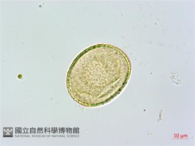 短葉蹄蓋蕨藏品圖，第4張