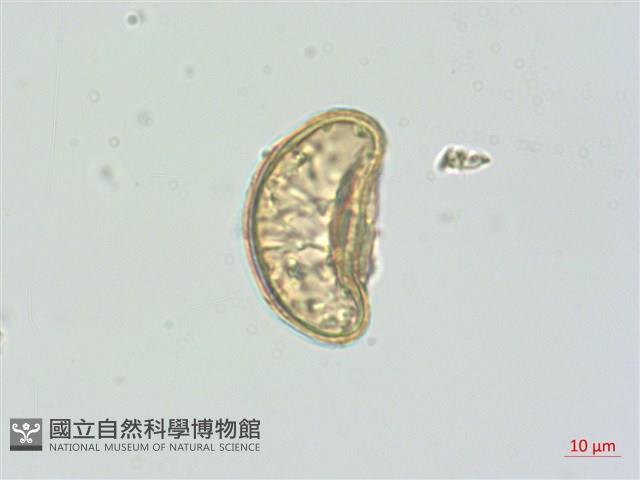 廣葉深山雙蓋蕨藏品圖，第3張