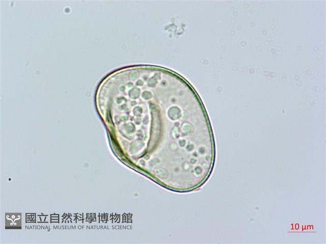 邊緣鱗蓋蕨藏品圖，第4張